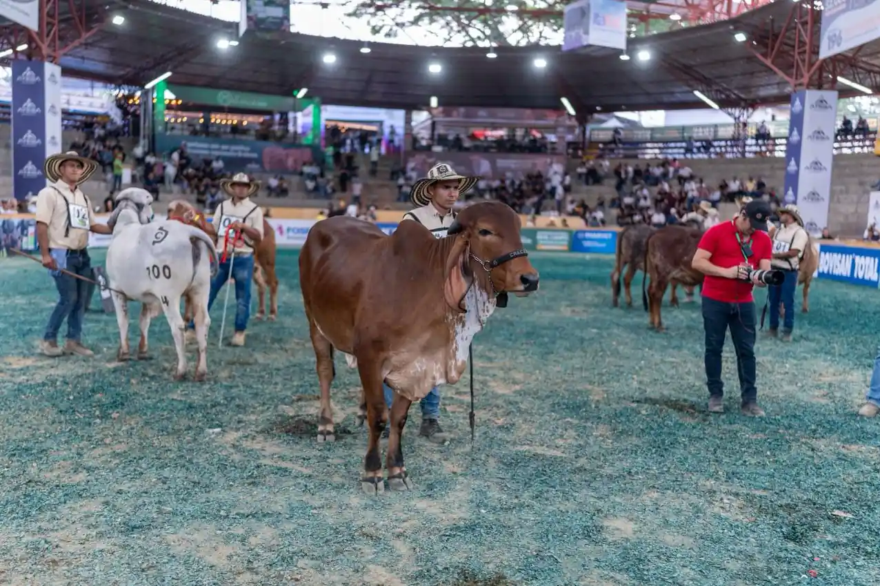 Feria Nacional Cebú 2025 rompe récord histórico de ejemplares en pista durante su versión 78 en Risaralda