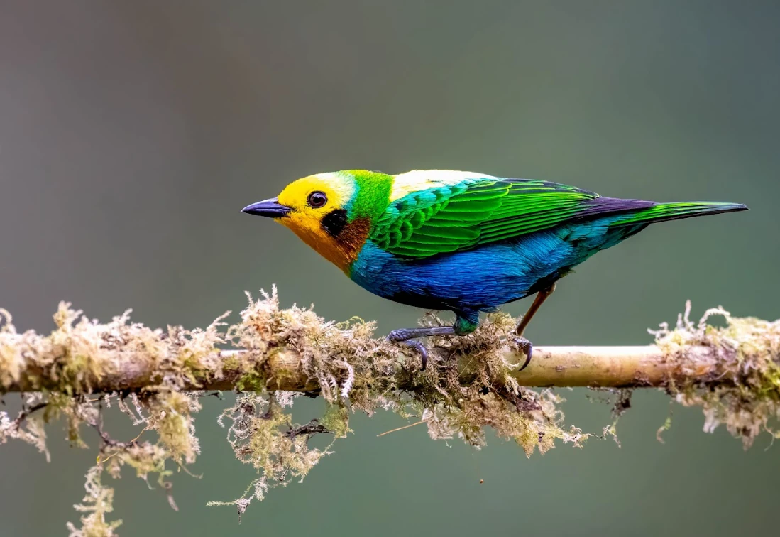 Risaralda se prepara para recibir la 78ª Feria Nacional Cebú y mostrar que este departamento es un destino lleno de vida