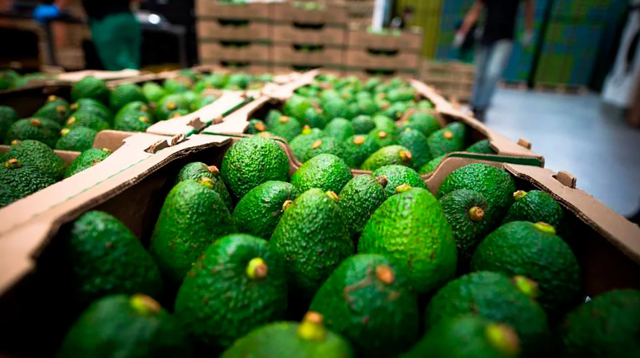 Exportaciones de aguacate hass colombiano crecieron 45,7 % en 2025 y consolidan su presencia en mercados internacionales