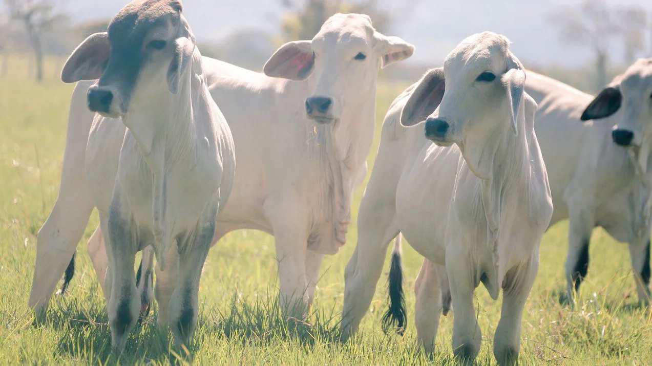 Ministerio de Agricultura alista medidas para controlar precios de la carne bovina