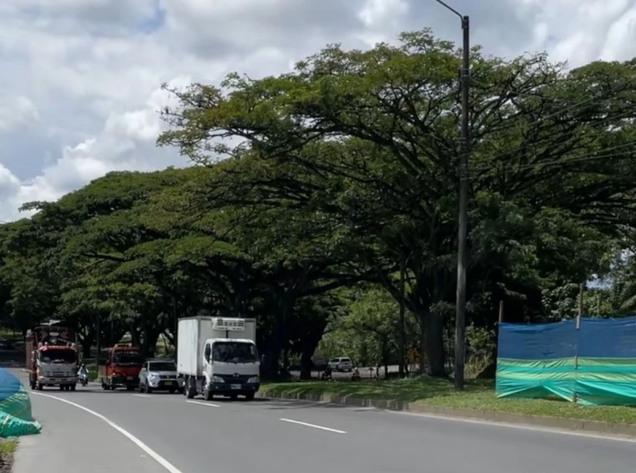 CARDER hace llamado a alcaldías del Área Metropolitana para intervenir árboles que representan riesgo para la ciudadanía