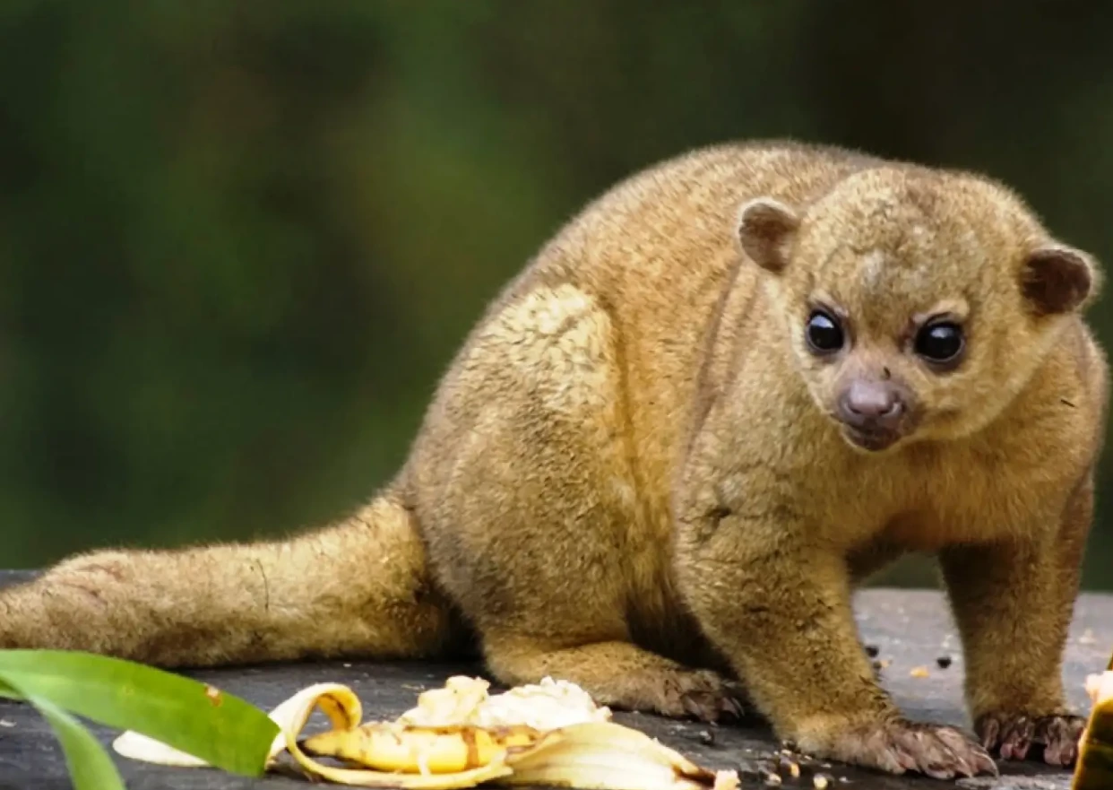 CARDER reitera la importancia del ahuyentamiento de fauna silvestre en obras de construcción