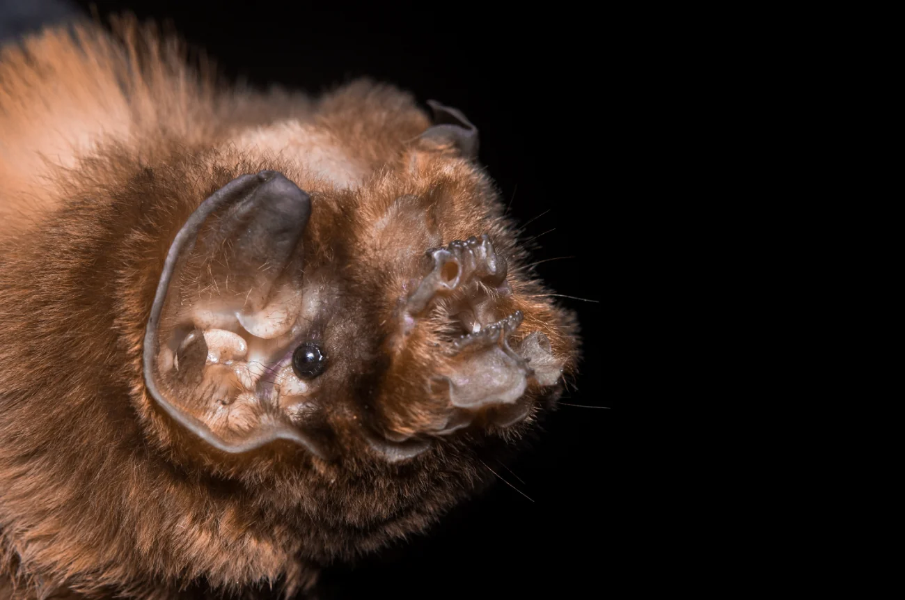 Conozca la gran variedad de mamíferos que habitan en nuestro departamento
