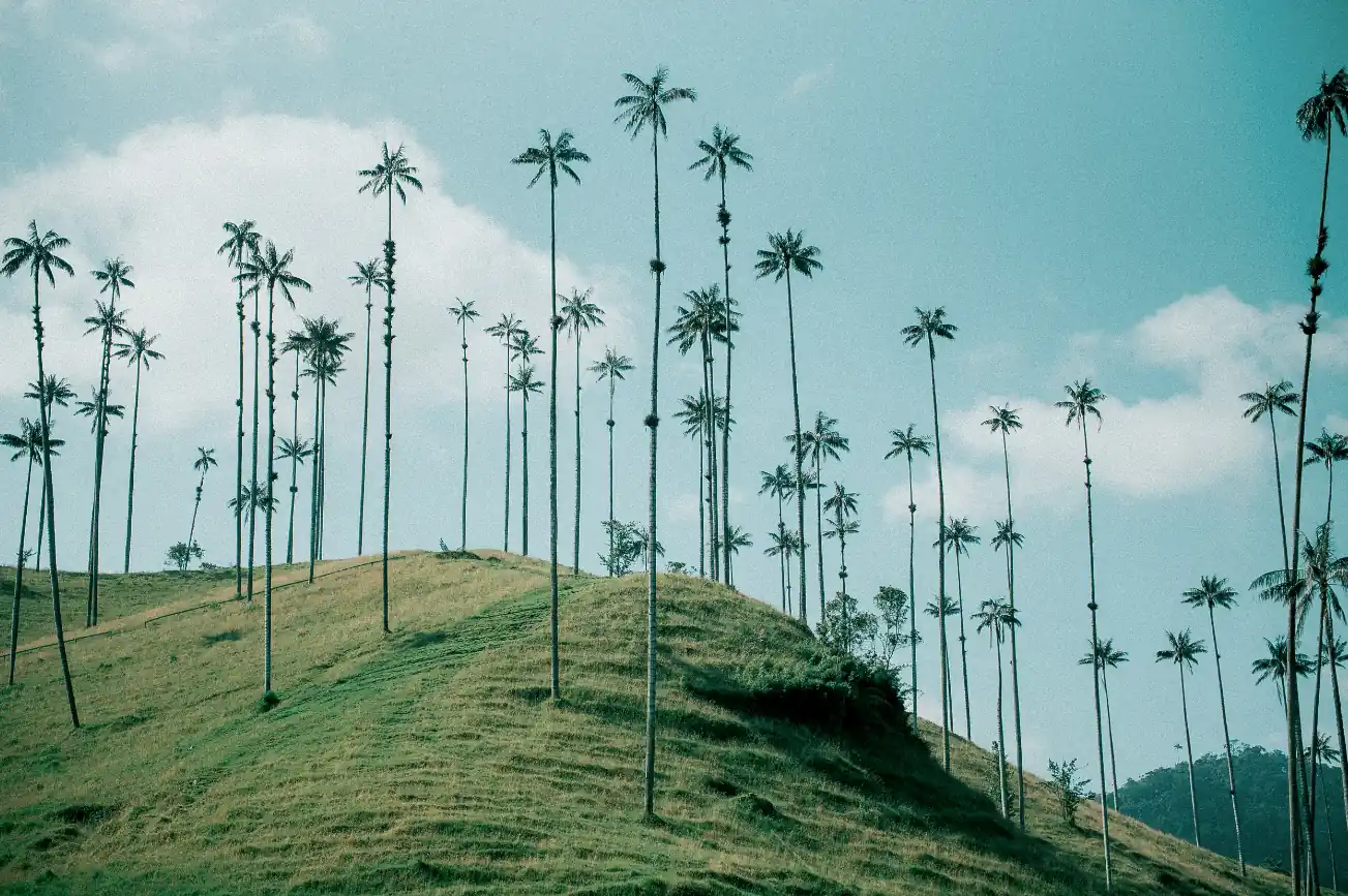 Risaralda invita a vivir una Semana Santa responsable con el cuidado de la palma de cera