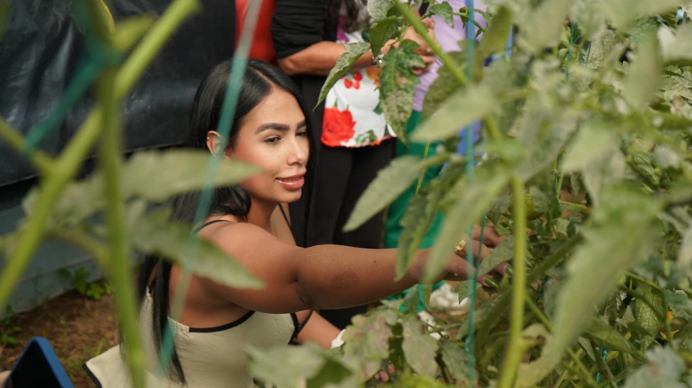 Adultos mayores de Risaralda recogen la primera cosecha de sus huertas