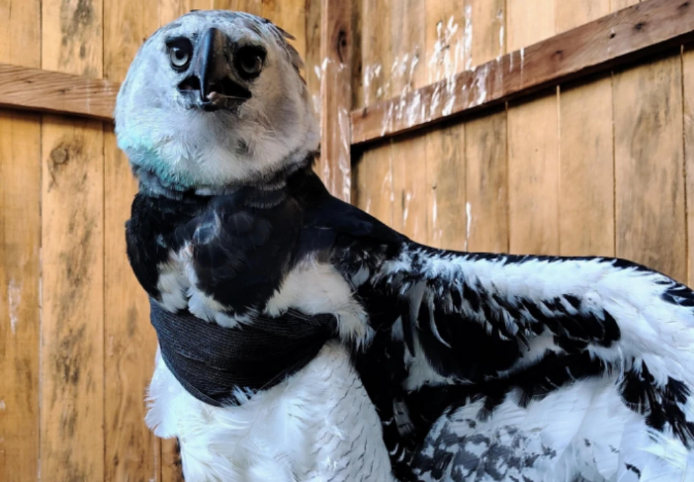 Un águila arpía herida fue recibida y atendida por la CARDER, el CRARSI, FADA, y el Bioparque Ukumarí