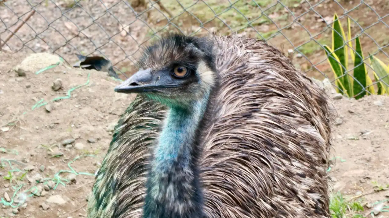 La CARDER y la Policía Ambiental rescataron un emú que permanecía en cautiverio ilegal en zona rural de Pereira