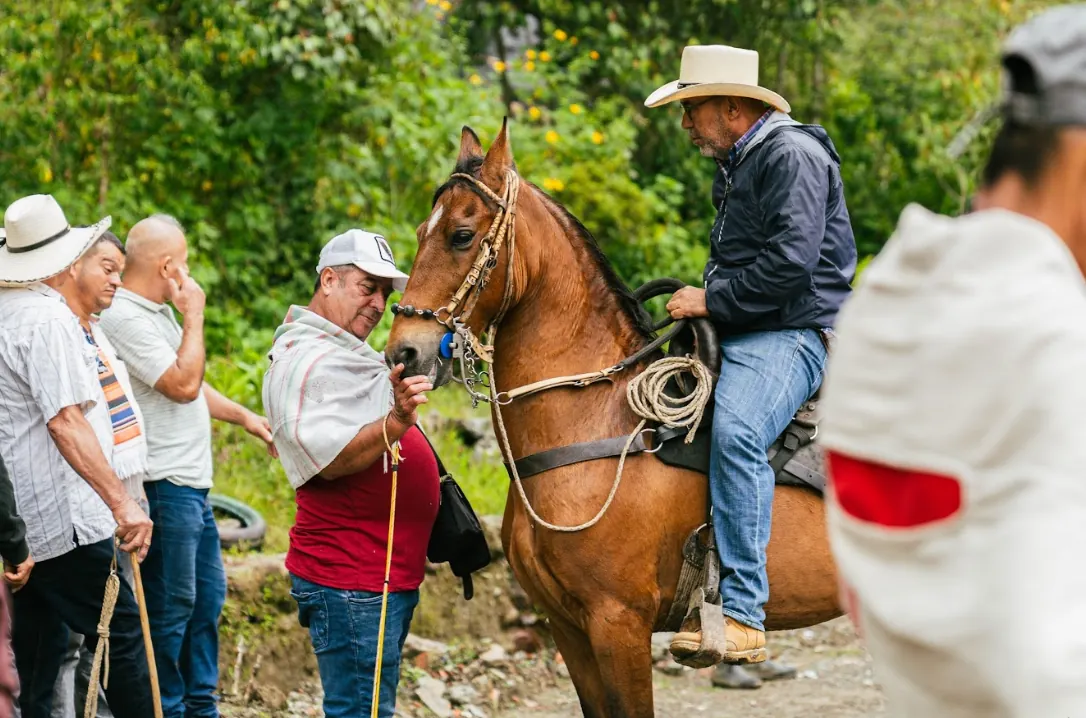 Santa Rosa de Cabal revive su tradición de mercados ganaderos que impulsan la economía rural