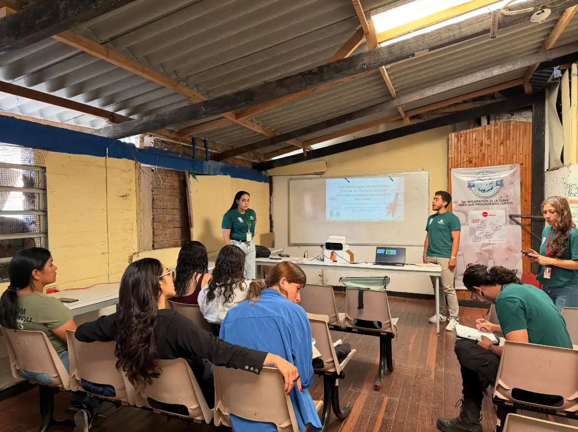  La autoridad ambiental de Risaralda continua las acciones para el control del caracol gigante africano