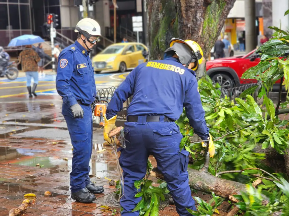 ATENCIÓN OPORTUNA EN LA PLAZA DE BOLÍVAR POR CAÍDA DE RAMA DE ÁRBOL
