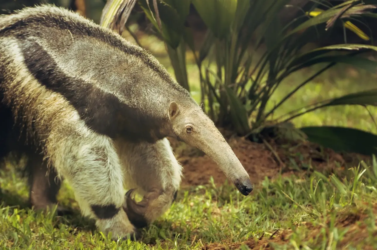 Ukumarí se convierte en el hogar de las segundas oportunidades para dos palmeros