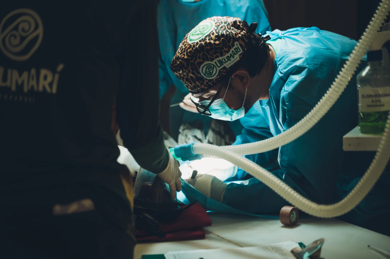 Cirugía de alta complejidad en Ukumarí busca devolver el vuelo a águila arpía