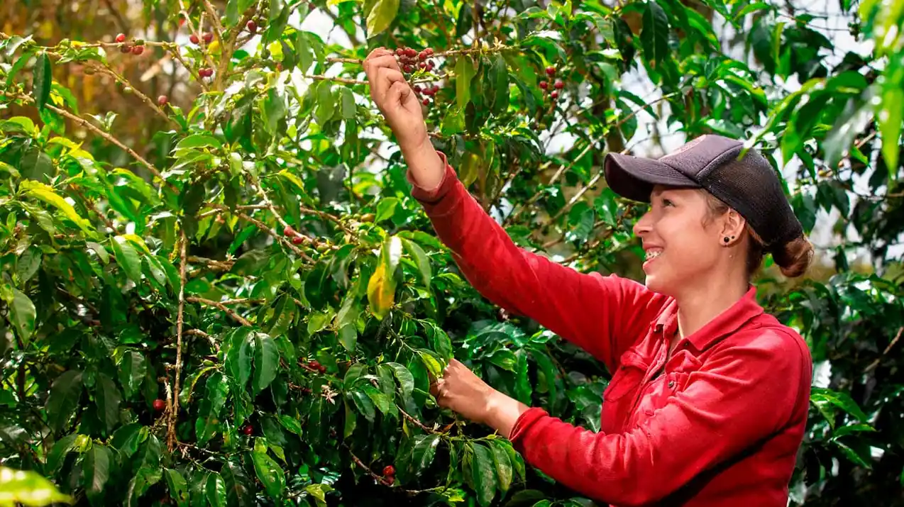 Ante Fenómeno de El Niño, se dispone de $67.272 millones en subsidios para el agro
