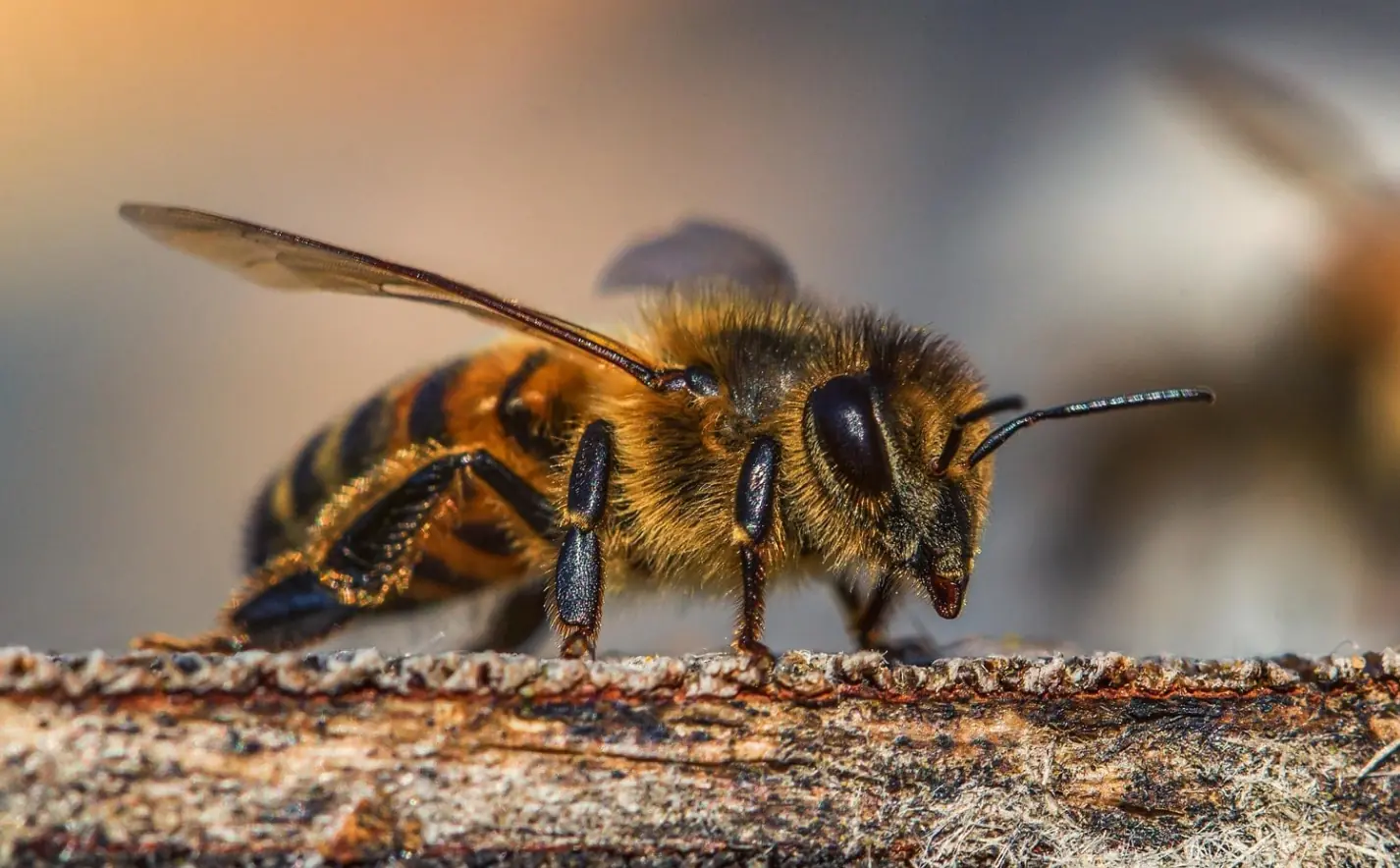 La CARDER celebró el Día Mundial de las Abejas reconociendo el gran papel de estas polinizadoras