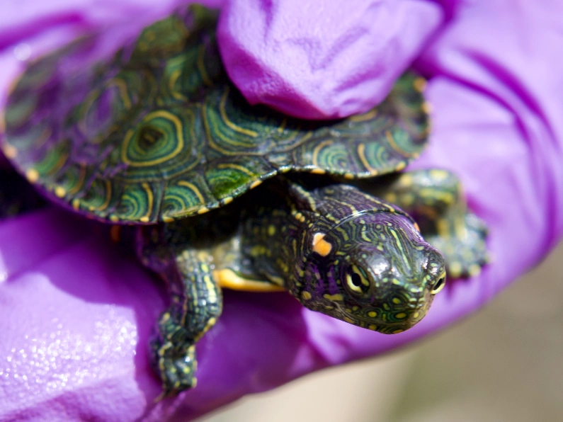 La CARDER expresa su preocupación por la conservación de las tortugas en el día mundial de esta especie