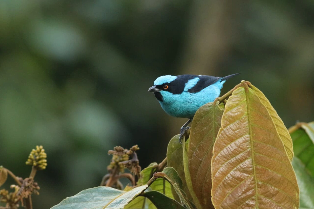 Global Big Day 2026, la mayor jornada mundial de observación de aves