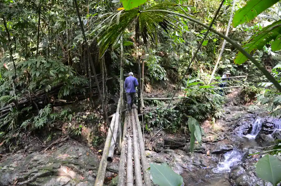 Los bosques tropicales de Risaralda: un patrimonio vivo que impulsa la biodiversidad