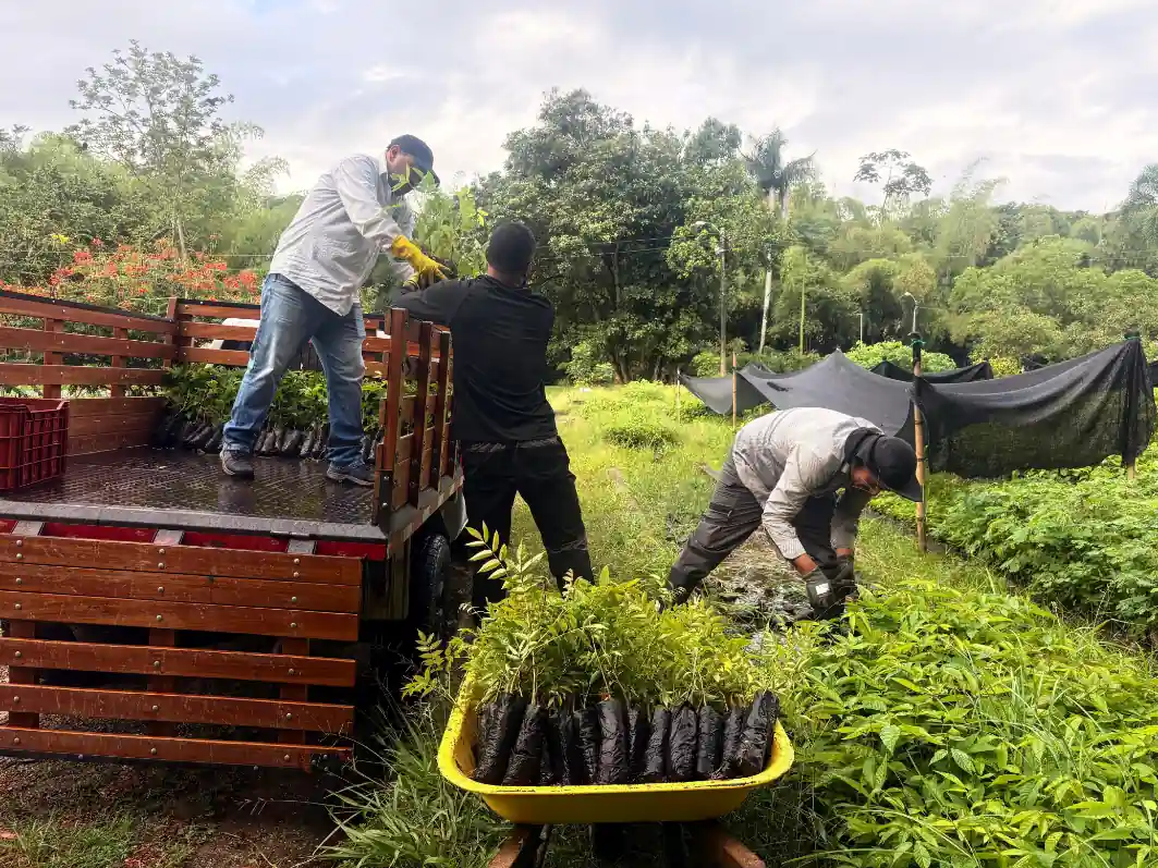 En dos pasos puede solicitar material vegetal a la CARDER para fortalecer la cobertura boscosa en Risaralda