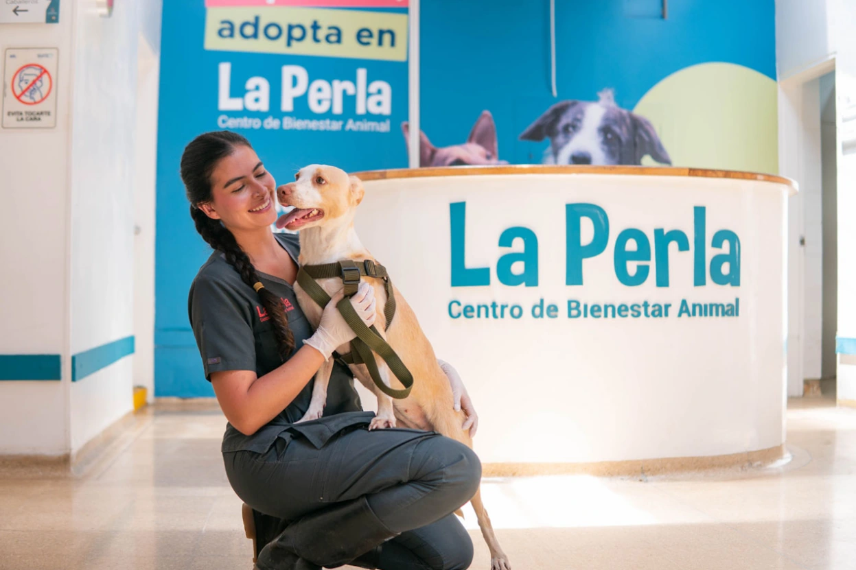 “Superé el moquillo”: la historia de Analí, la perrita de Medellín que está lista para encontrar un hogar