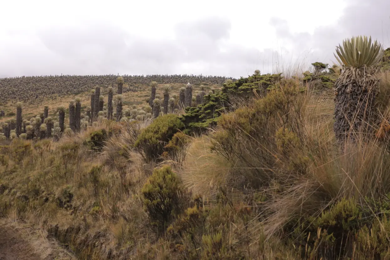 PNN Los Nevados: un patrimonio natural que garantiza el agua y la vida de Risaralda
