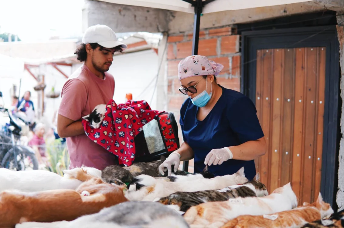 Con nuevas jornadas, crece la esterilización de perros y gatos en Medellín: ya van 55.000 en la actual administración