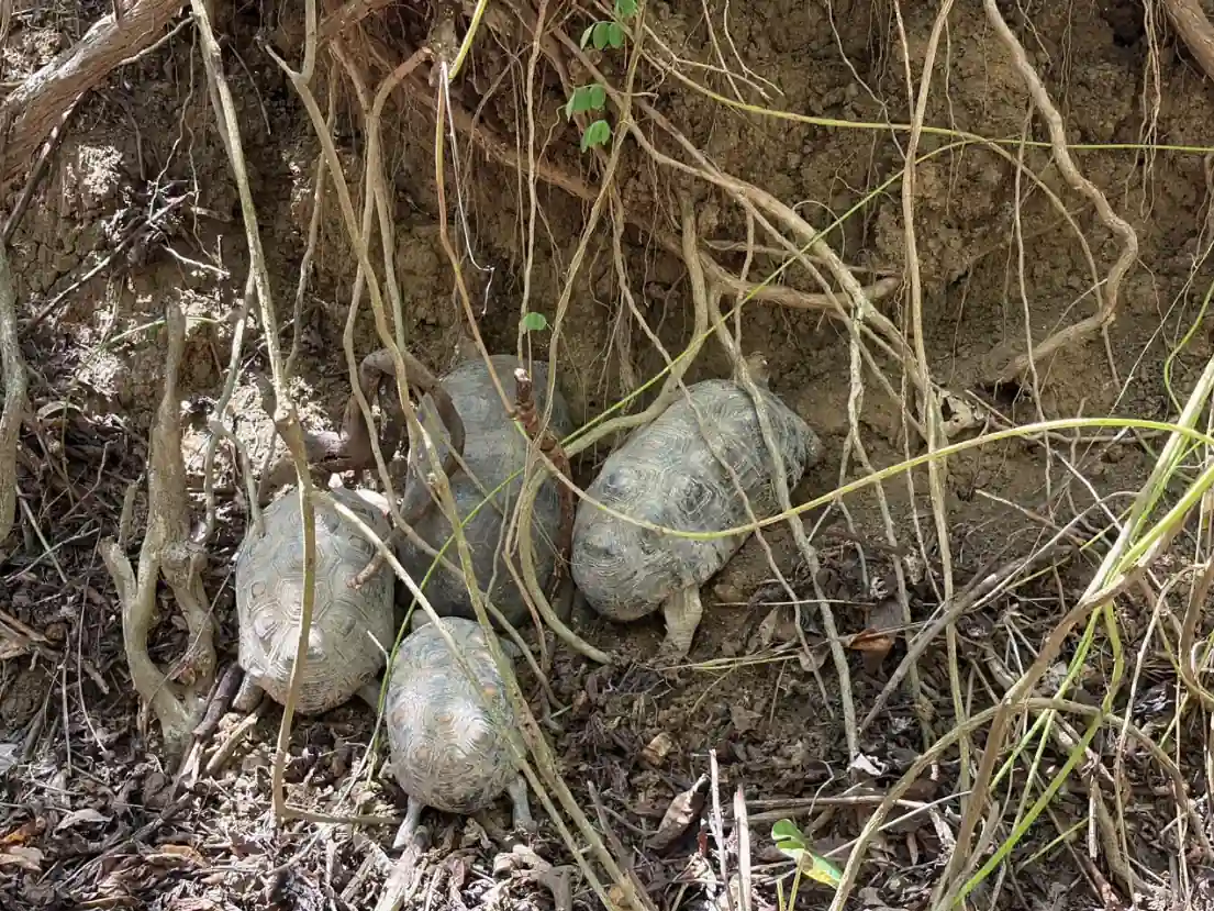 Del Arca de Noé de la CARDER – Ukumarí a una nueva vida: 72 animales silvestres fueron liberados y reubicados en Cartagena