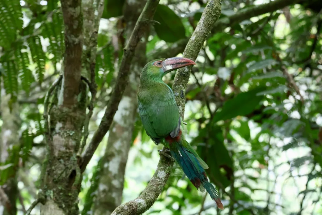 Nueve ejemplares de fauna silvestre regresaron a la naturaleza en áreas protegidas de Risaralda